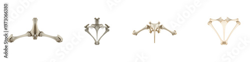Collection of bird skeleton pelvic bones isolated on a black background
