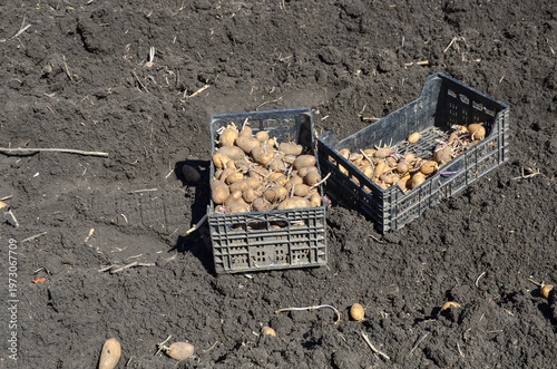 Spring agricultural works: crates of sprouted potatoes on treated garden soil. Concept of organic farming, home-grown produce, and sustainable agriculture.