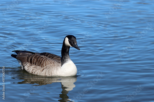 Canada goose