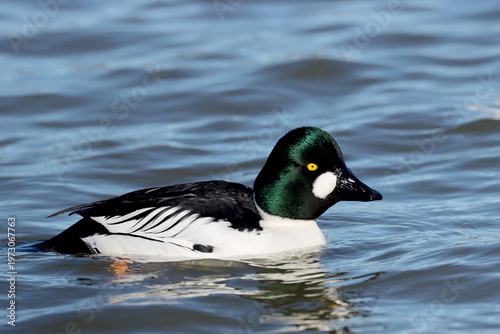 Common goldeneye