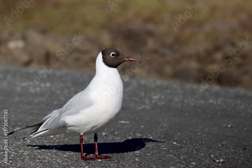 Black-headed gull