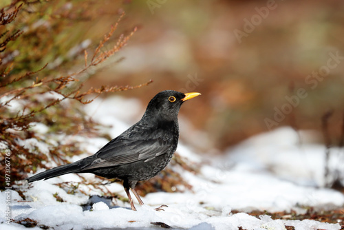 Common blackbird