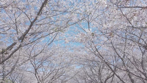 桜　青空　ジンバル