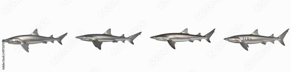 Fototapeta premium Collection of four metallic silver shark figures isolated on black background