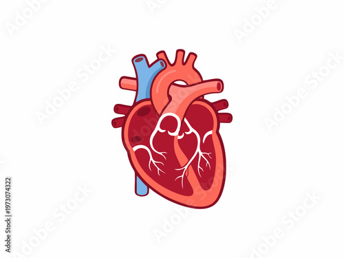 Anatomical Human Heart Vector Illustration Isolated on White Background