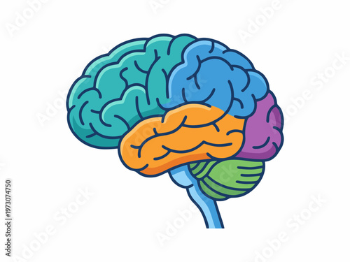 Human Brain Anatomy Concept Illustration with white background