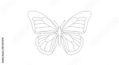 Delicate line art drawing of a butterfly with intricate wing patterns against white