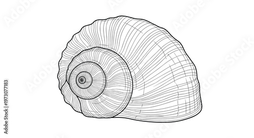 Intricately drawn spiral seashell in a traditional sketch style highlighting its organic form and fine structural lines.
