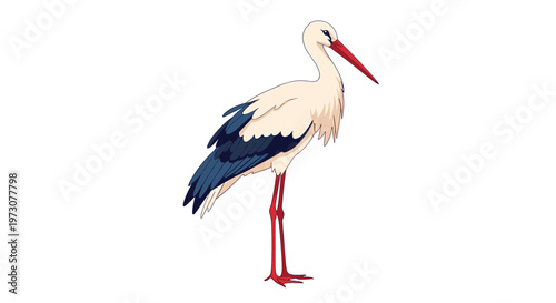 Elegant white stork standing gracefully with its long red legs and beak against a clean white background.