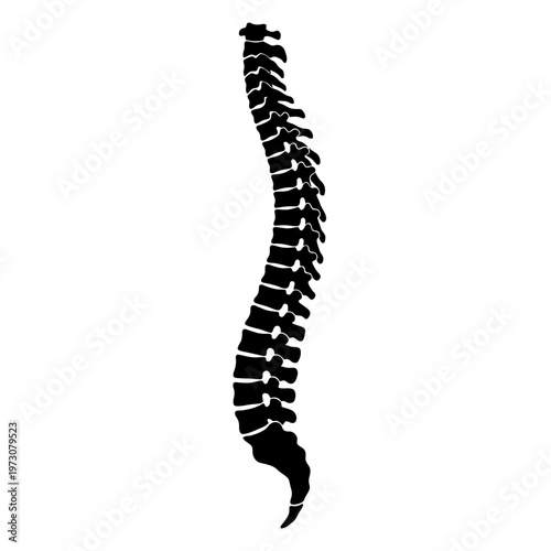 Human spine anatomy illustration.