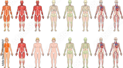 Vector illustration of adult and child anatomy showing skin, muscles, bones, and circulatory systems