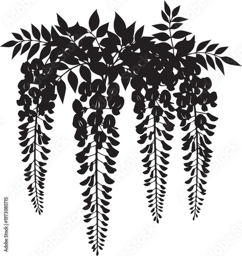 Black silhouette of wisteria flowers and leaves, elegant floral design for decoration, spring garden plant vector illustration.
