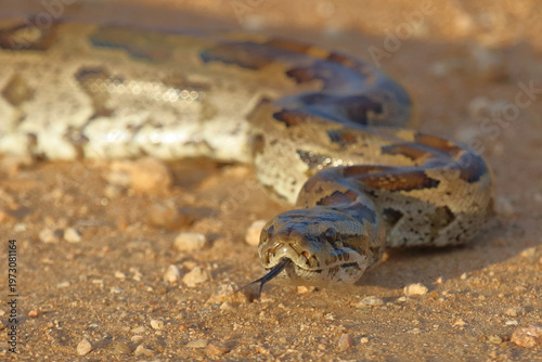 Südlicher Felsenpython / Southern African rock python / Python natalensis