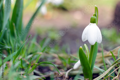spring snowdrop flower