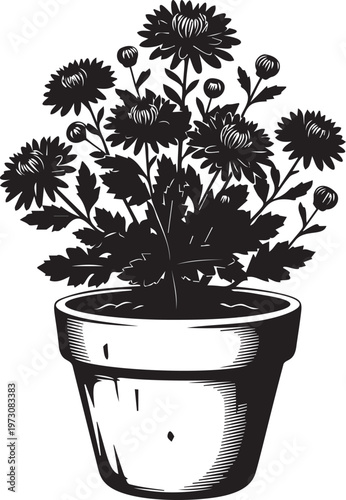 Chrysanthemum flower plant in a pot, vector illustration of potted mum flowers in black silhouette design.