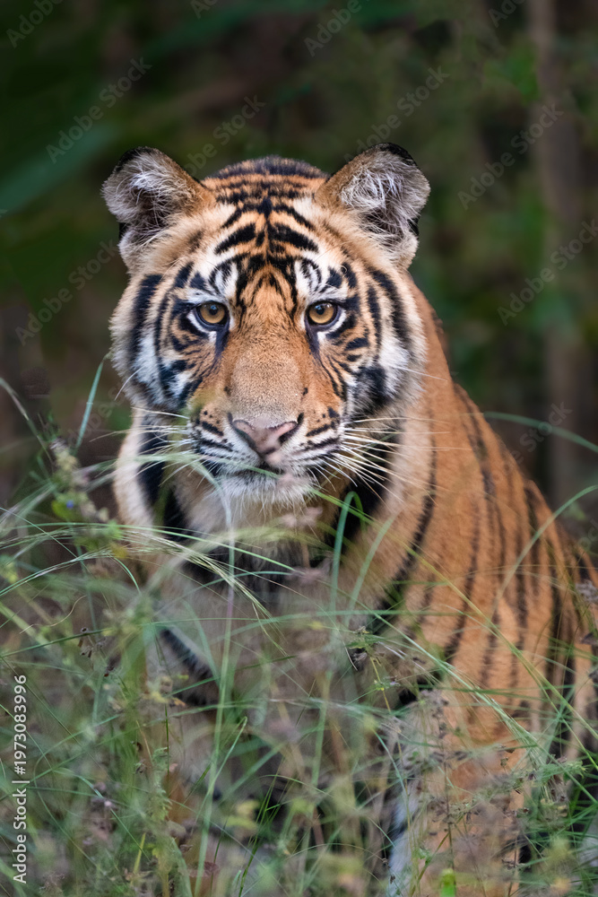 Obraz premium majestic tiger cub