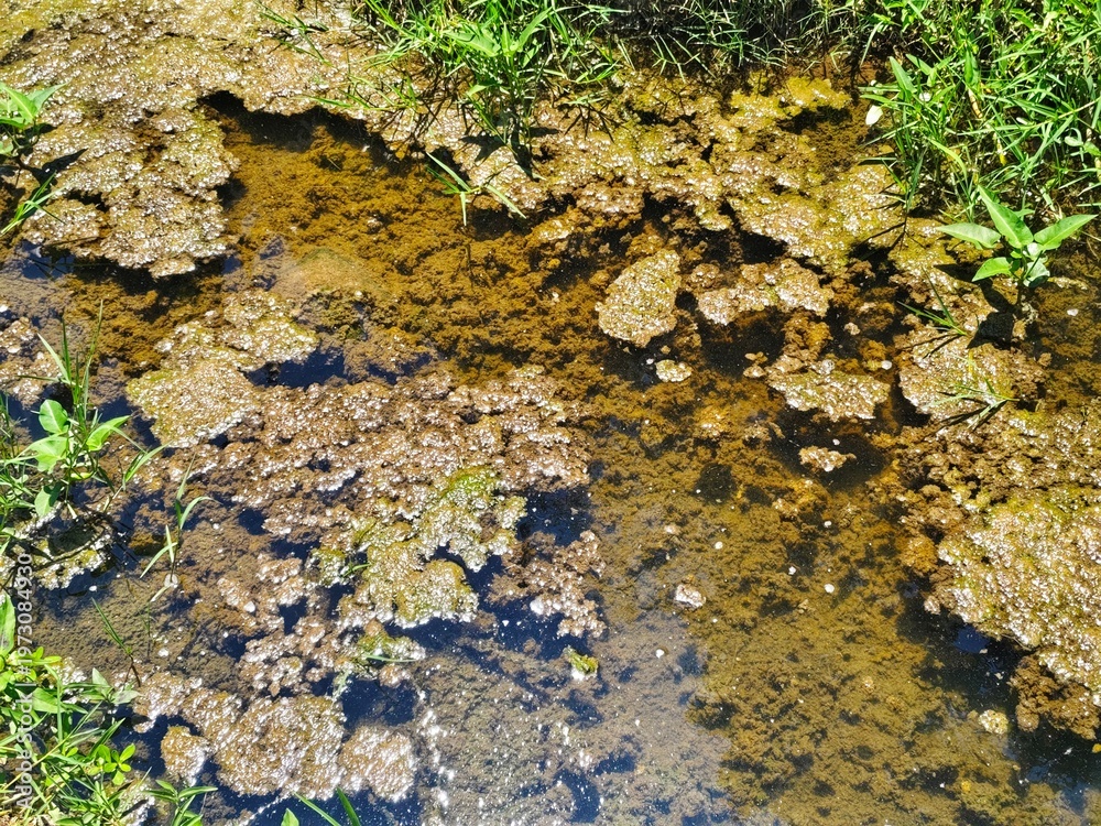 Obraz premium Close-up and surface of the waters of a swampy pond or river with shallow current. Dirty moss, algae and sediment with water rippling over next to the green grass. Sunlight creates shimmering caustics