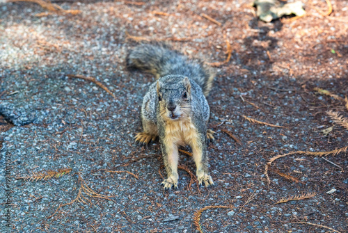 Φωτογραφία California ground squirrel approaches looking for food
