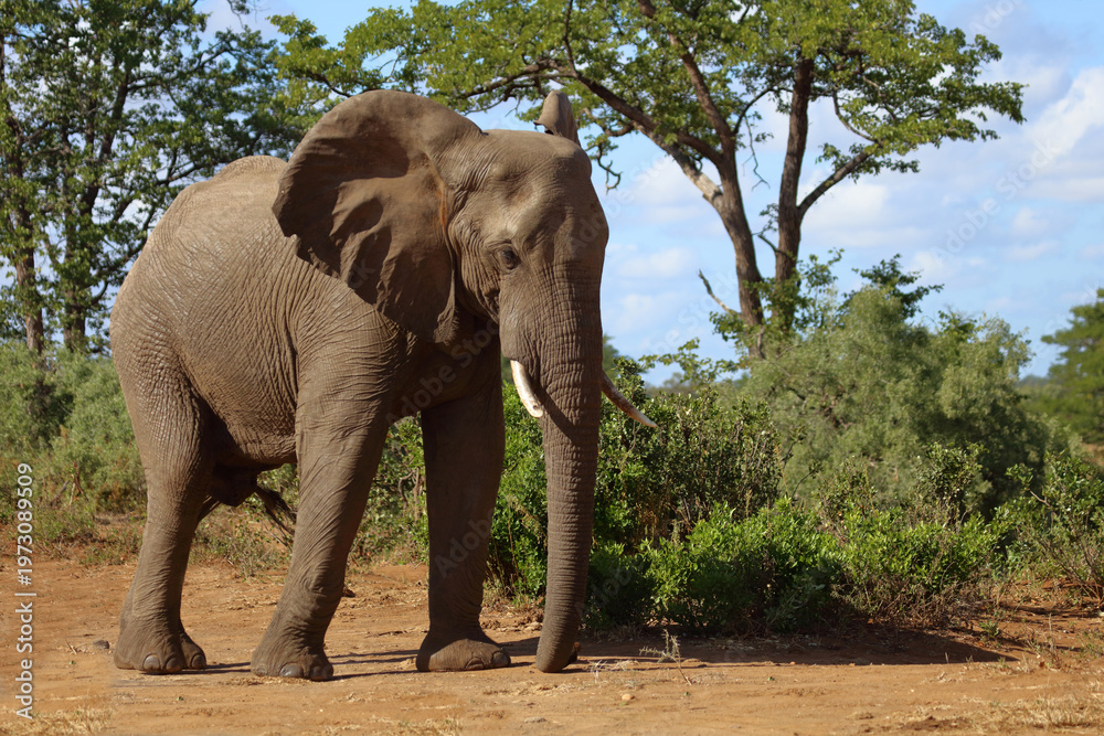 Fototapeta premium Afrikanischer Elefant / African elephant / Loxodonta africana