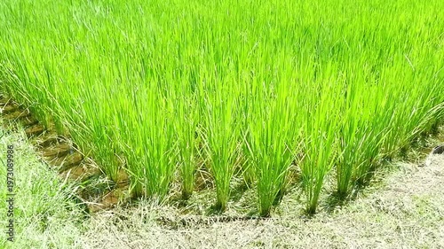 米作りの風景 - 風に稲が揺れている、盛夏から秋にかけての水田の美しい風景は、日本の原風景
