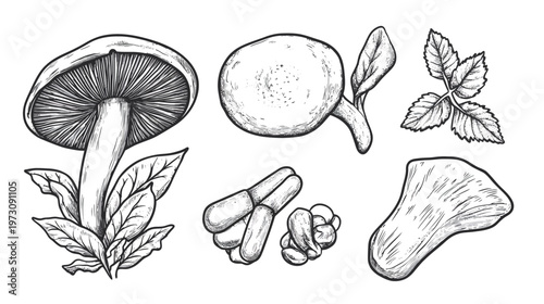A grayscale botanical illustration featuring various mushrooms, leaves, and a plant-like form