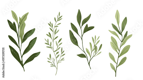 Four watercolor-style leafy branches with varying green shades on a white background