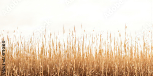 Dry Grass Field Transparent Background A close-up image of tall, dry, golden-brown grass stalks swaying gently, isolated against a transparent