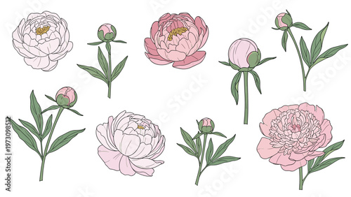 Comprehensive collection of hand drawn peony flowers and buds in various stages of bloom and soft pink colors for design projects.
