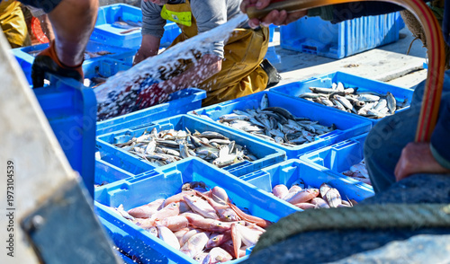 Картината върху платно Blue containers with catch of sea fish, ocean delicacies
