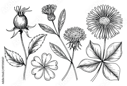 Black and White Floral Vector Illustration with Leaves