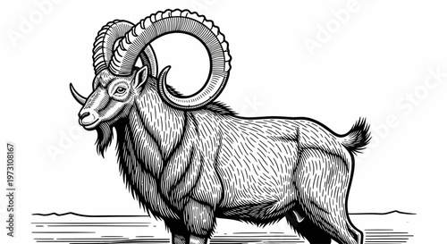 A muscular ram with large curved horns stands on a plain landscape.
