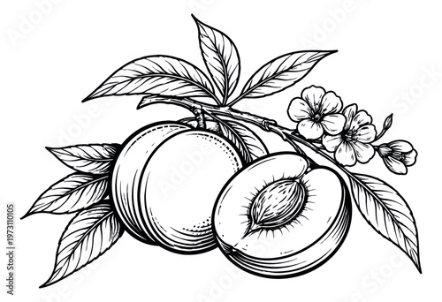 Hand drawn line art illustration of a peach branch depicting fresh fruit and blossoms for botanical and food designs