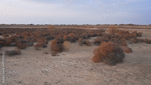 Sand dunes covered with saxaul (Haloxylon) early spring view. Kazakhstan.. R-21 highway. Almaty region. Bodokhudzir. 