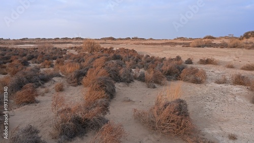 Sand dunes covered with saxaul (Haloxylon) early spring view. Kazakhstan.. R-21 highway. Almaty region. Bodokhudzir. 