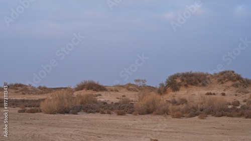 Sand dunes covered with saxaul (Haloxylon) early spring view. Kazakhstan.. R-21 highway. Almaty region. Bodokhudzir. 