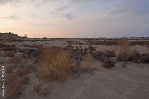 Sand dunes covered with saxaul (Haloxylon) early spring view. Kazakhstan.. R-21 highway. Almaty region. Bodokhudzir. 