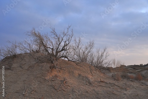 Sand dunes covered with saxaul (Haloxylon) early spring view. Kazakhstan.. R-21 highway. Almaty region. Bodokhudzir. 