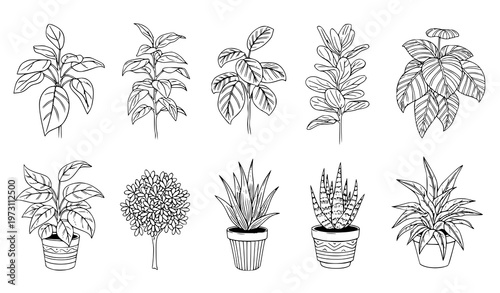 Hand-drawn bohemian plant collection vector illustration with potted plants and shrubs