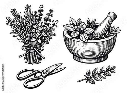 Hand drawn line art culinary herbs and tools set featuring a tied herb bundle, a mortar and pestle, and scissors for kitchen and gardening