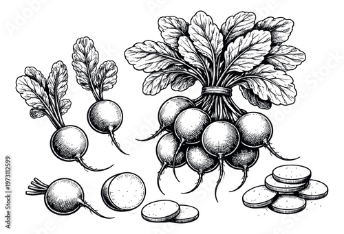 Hand drawn line art radish set featuring whole, bunched, and sliced radishes for healthy eating and fresh produce concepts