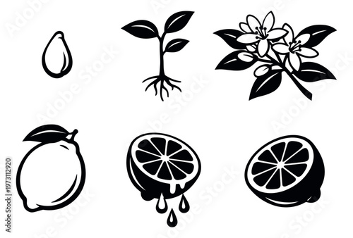 Graphic lemon lifecycle set featuring a seed, sprout, flower, whole fruit, and sliced lemons for botanical and food design