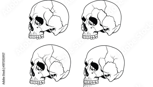 Vector set of four human skulls in different styles, anatomical illustration of skull profile view
