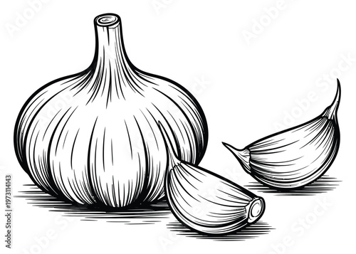 Onion Bulb Vector Illustration with Cloves