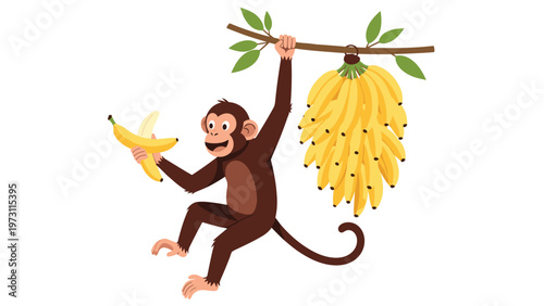 Playful monkey hangs from a tree branch with one hand while holding an open banana next to a large fruit cluster.