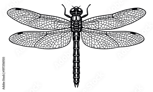 Detailed line art illustration of a dragonfly depicting intricate wings for nature designs