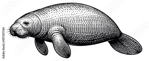 Hand drawn line art illustration of a manatee depicting a marine mammal for nature and wildlife designs
