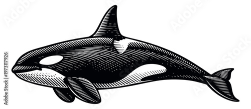 Retro hand drawn illustration of an orca depicting a swimming marine mammal for wildlife themes