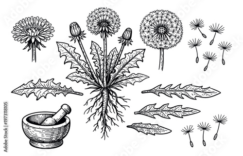 Hand drawn line art dandelion botanical set featuring flowers, leaves, seeds, and a mortar with pestle for herbal medicine and natural health