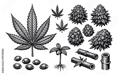 Hand drawn cannabis elements set featuring leaves, buds, seeds, a seedling, and stalks for botanical and herbal designs