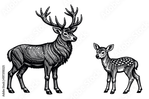 Engraving style hand drawn line art deer set featuring a majestic stag and a cute fawn for nature and wildlife projects